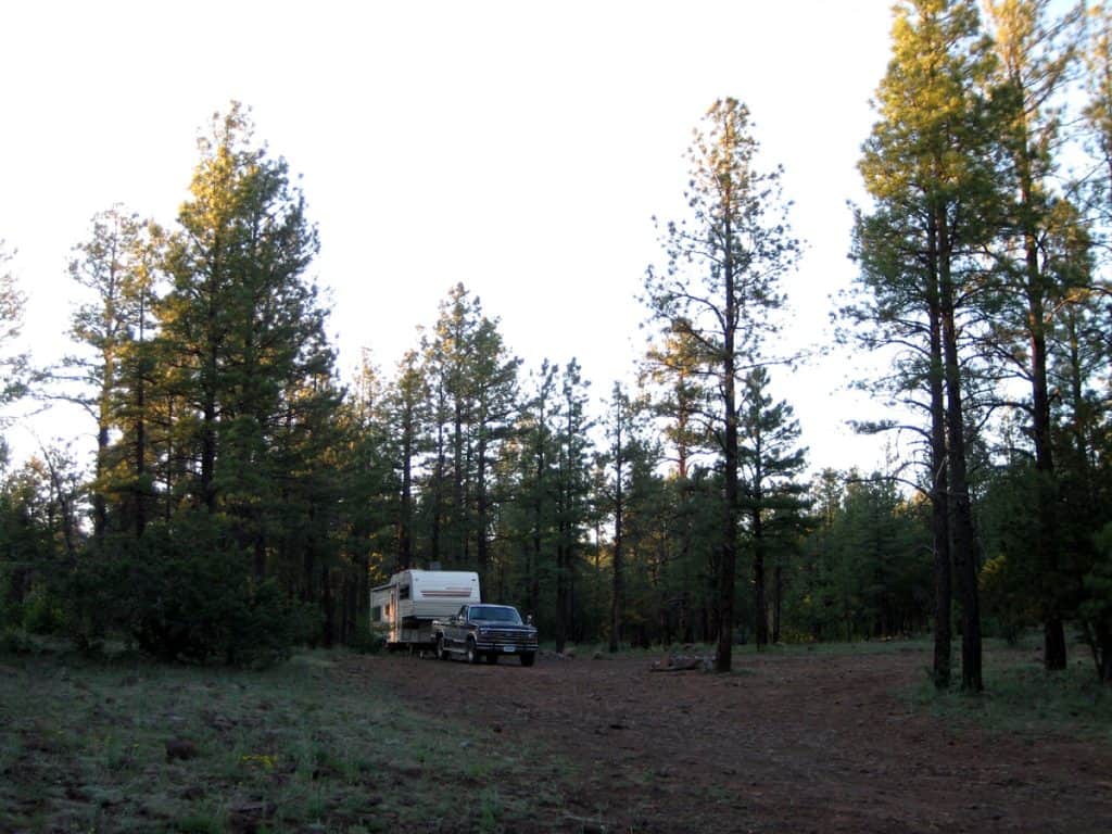 Truck and 5th wheel camped below tall pines in forest