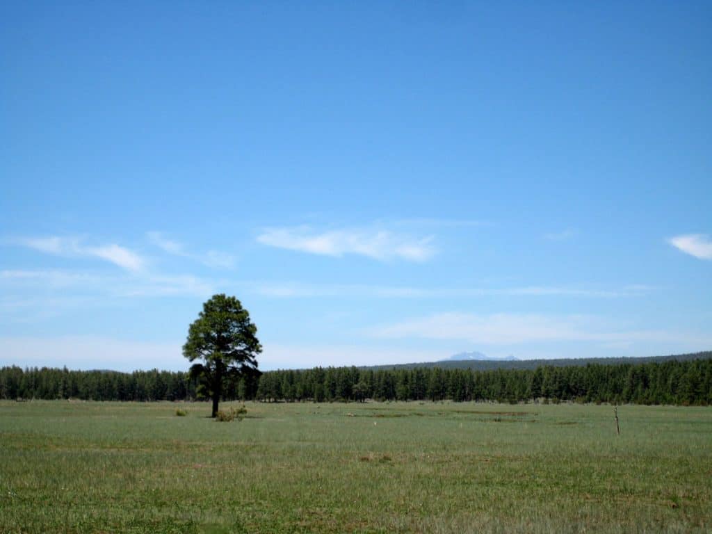 Lone pine tree in green forest meadow