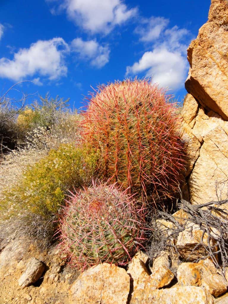 Barrel cactus, Newberry Mountains