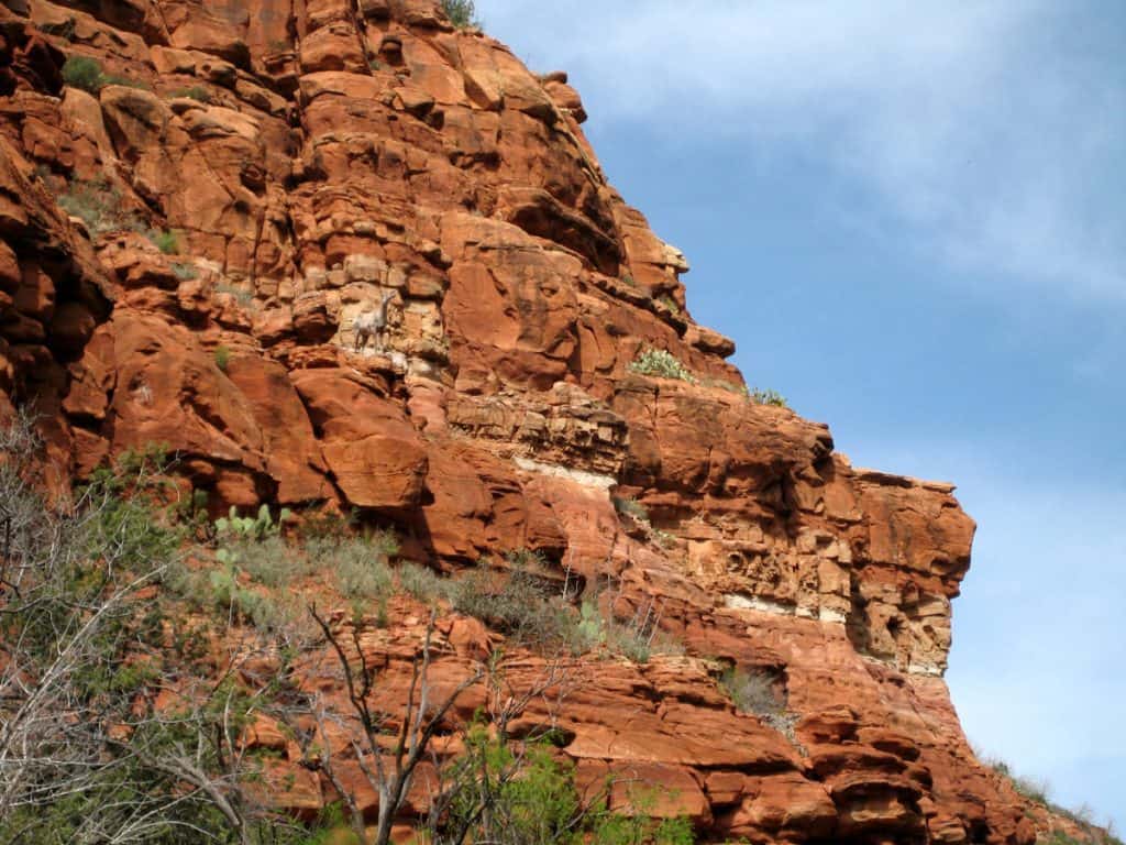 Bighorn sheep clinging to the colorful canyon walls