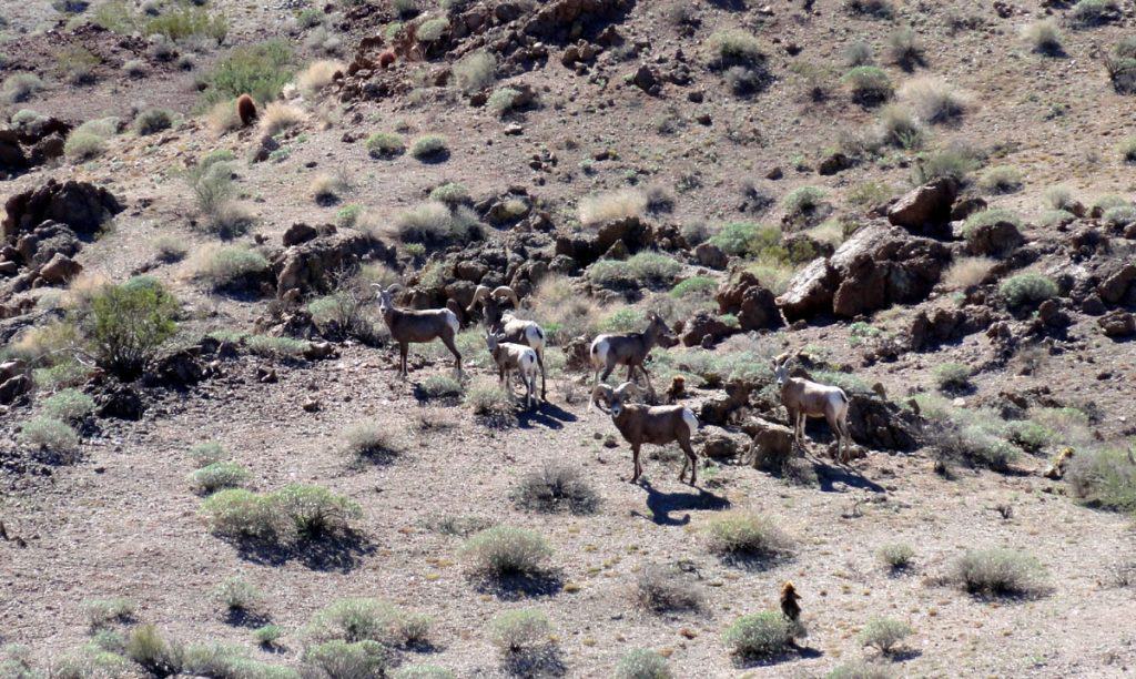 Bighorn sheep in the Newberry Mountains