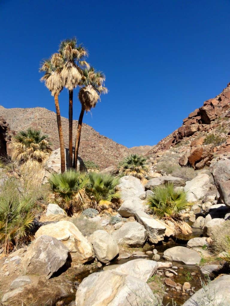 Borrego Palm Canyon