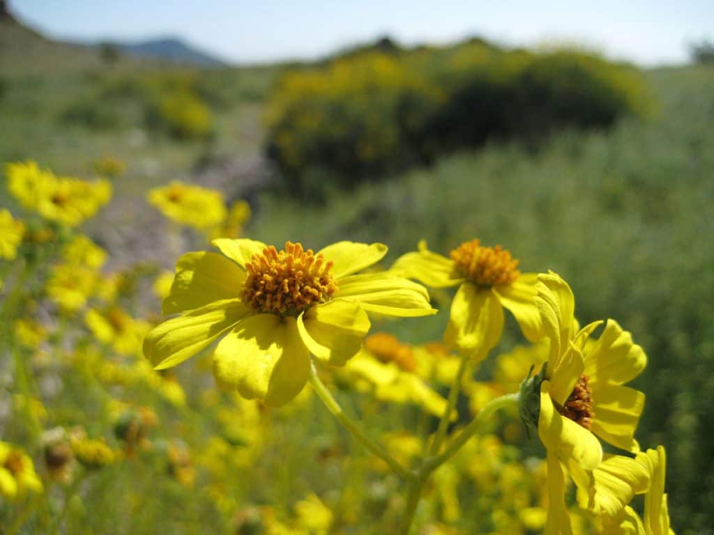 Brittlebush (encelia farinosa) wildflowers at Saddle Mountain