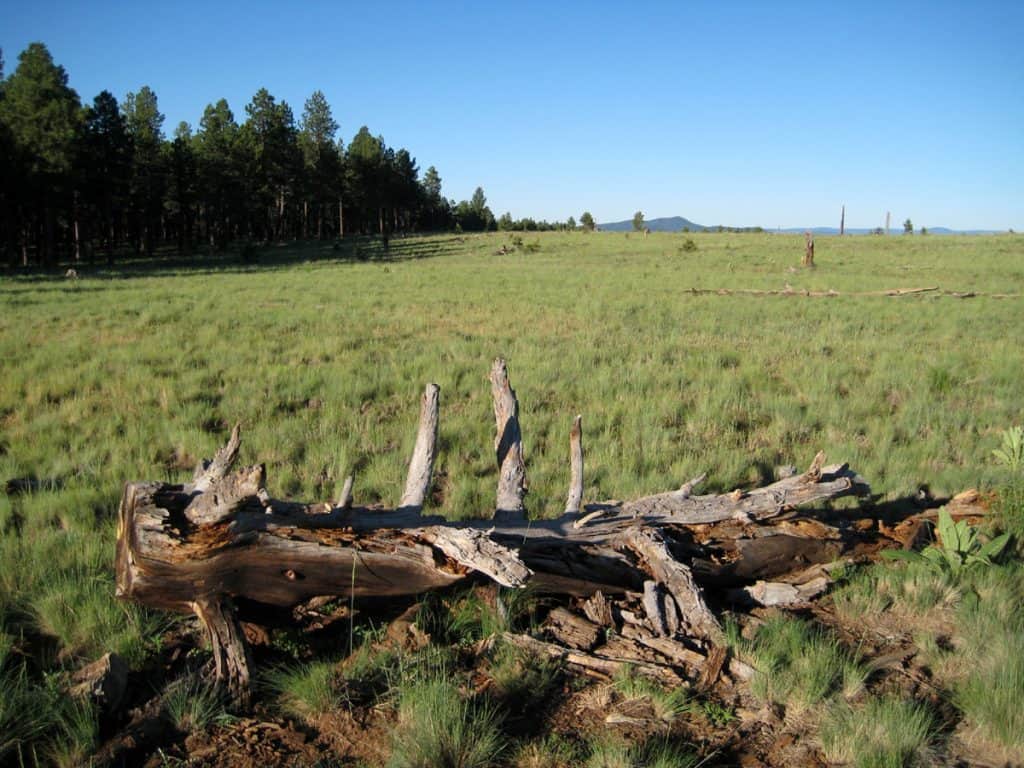 Forest meadow near my campsite west of San Francisco Mountain