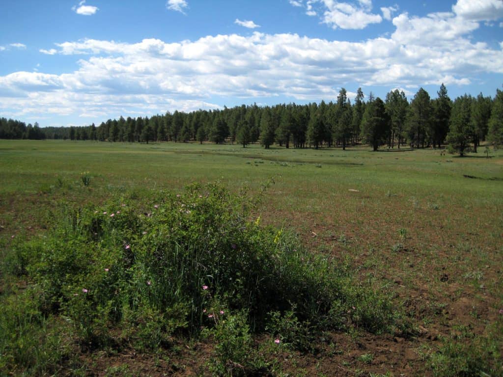 A lovely forest meadow at Coulter Park