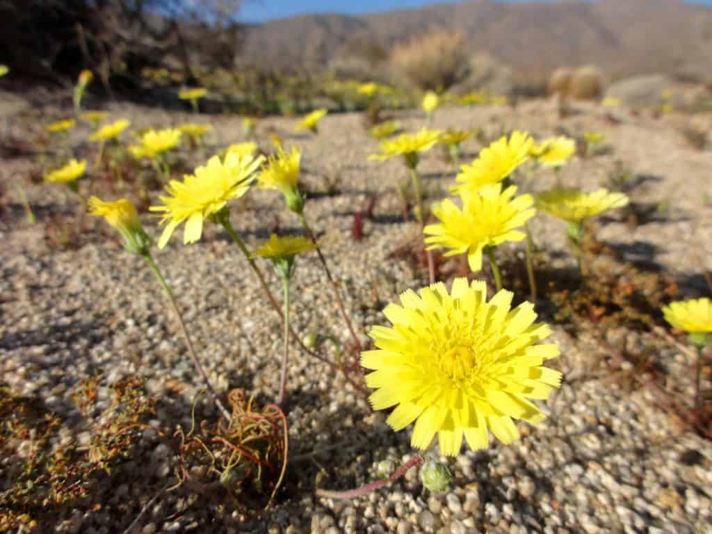 Desert dandelions