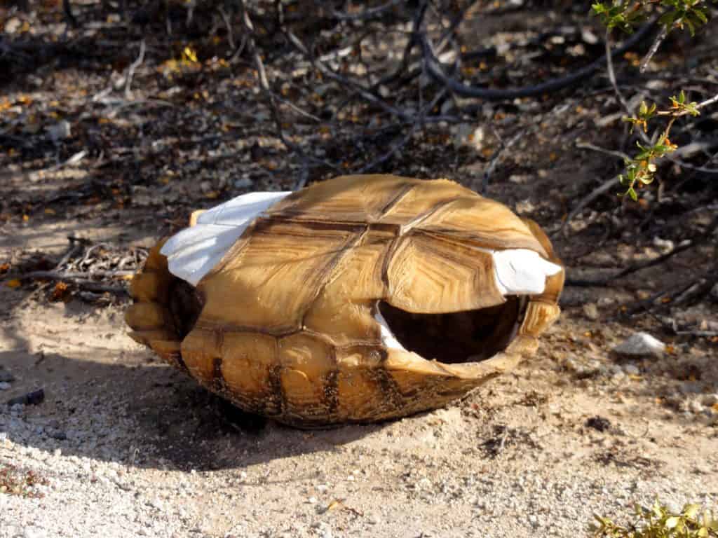 Desert tortoise shell