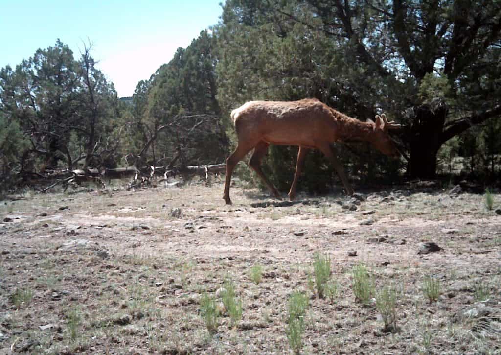 Bull elk with antlers walking through forest