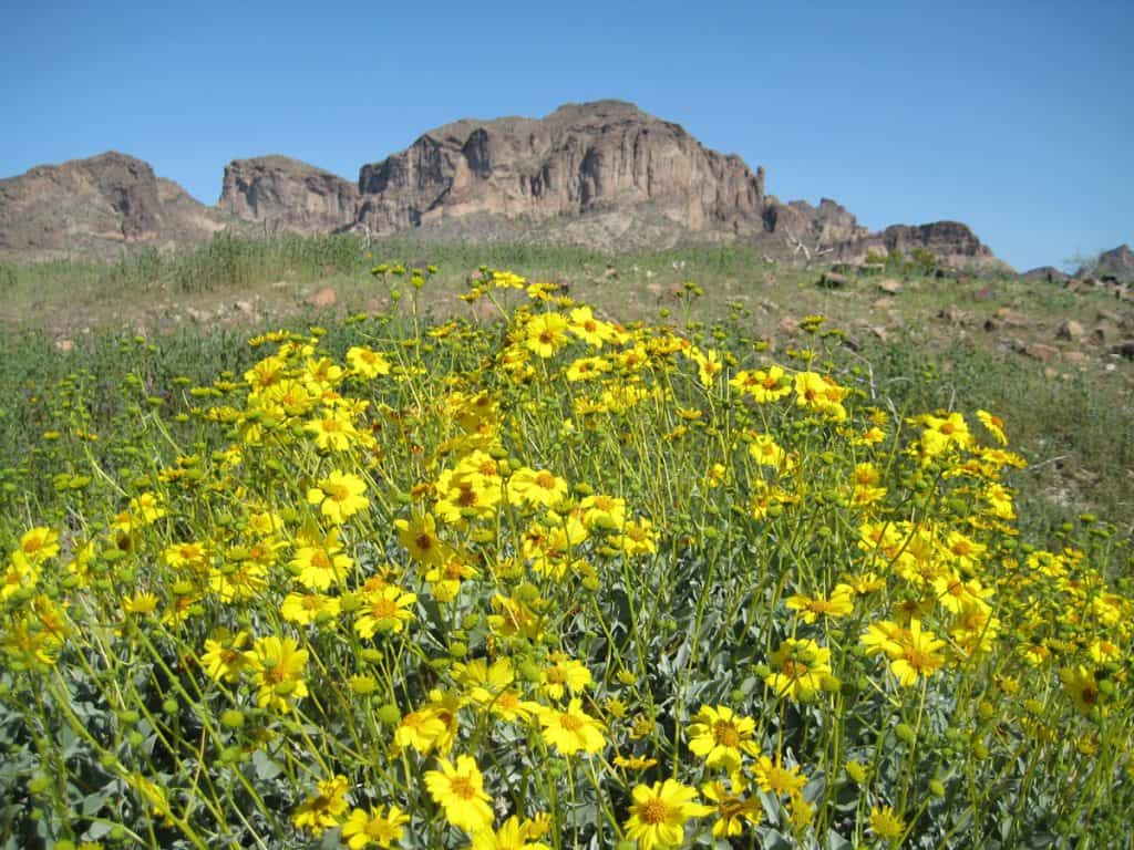 Brittlebush (encelia farinosa) wildflowers at Saddle Mountain