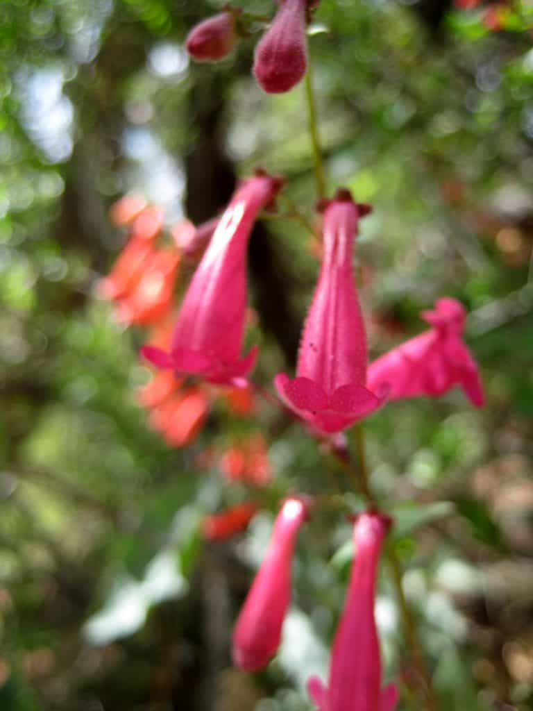 Firecracker penstemon wildflowers along West Clear Creek