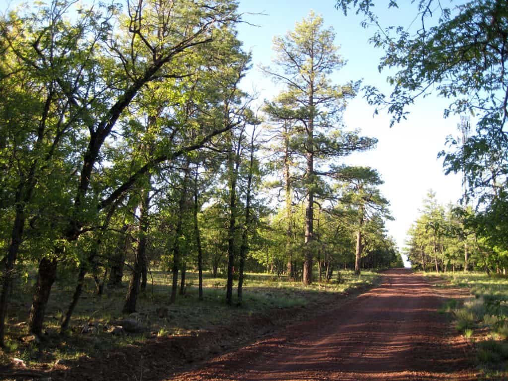 The quiet forest road leading to Rocky Park