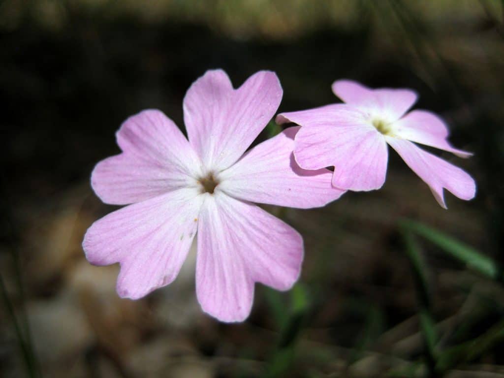 Wildflowers in the forest at Rocky Park