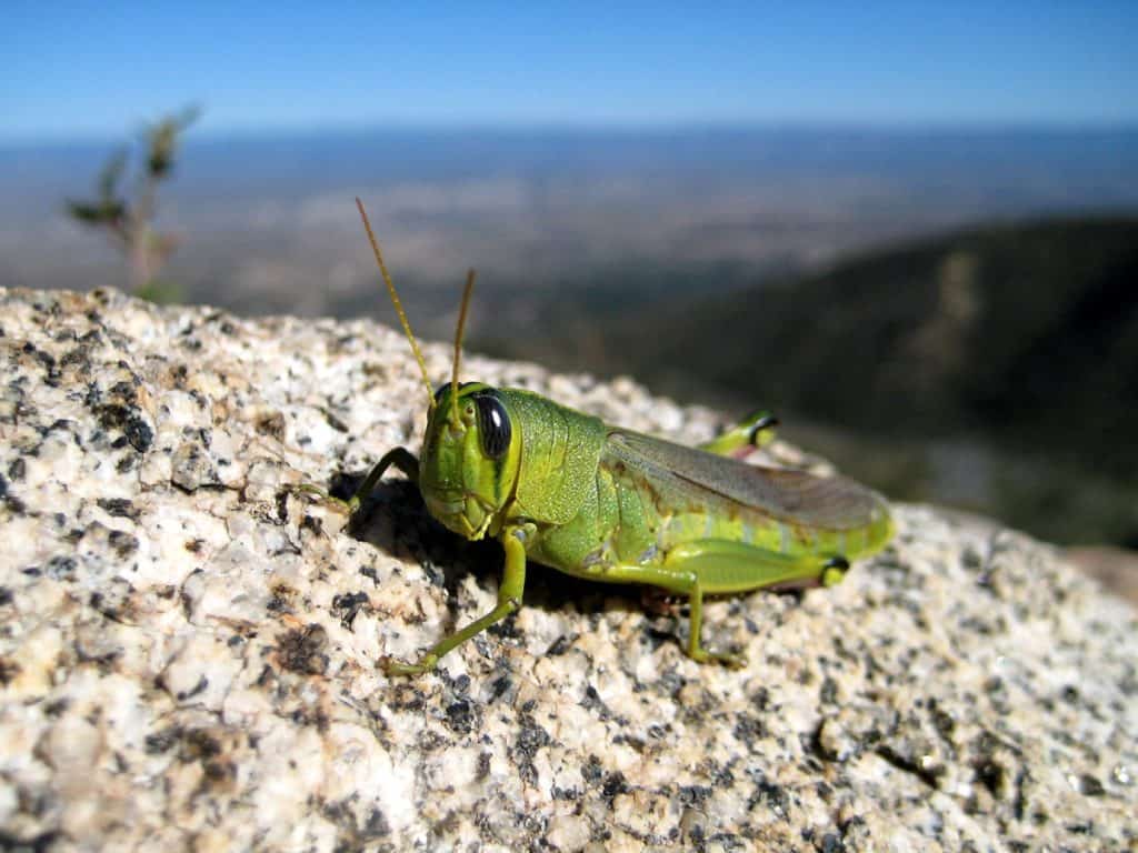 Grasshopper in the Black Hills