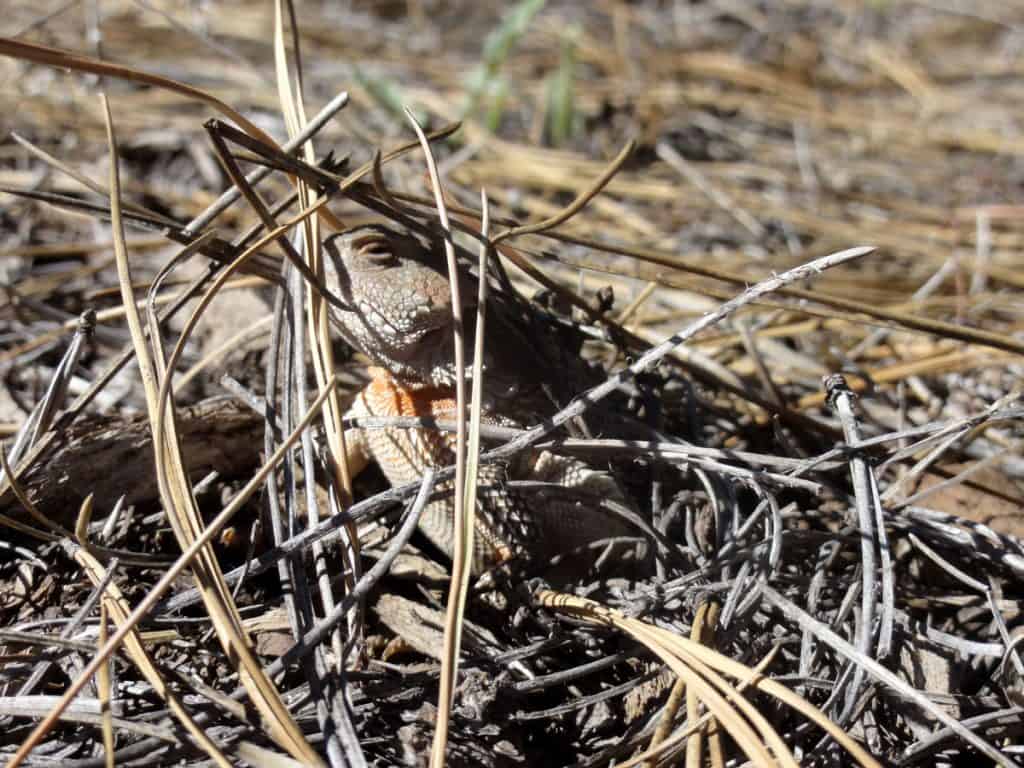 Horned lizard peeking through the pine needles