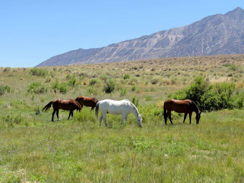 Horses at Horseshoe Meadow