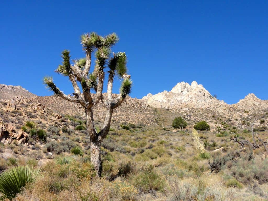 Joshua tree in Owens Peak Wilderness