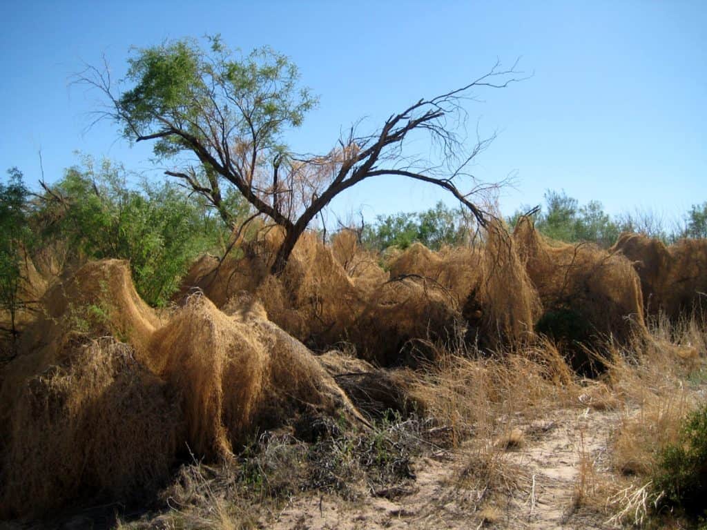 A strange hair-like growth blankets the desert vegetation