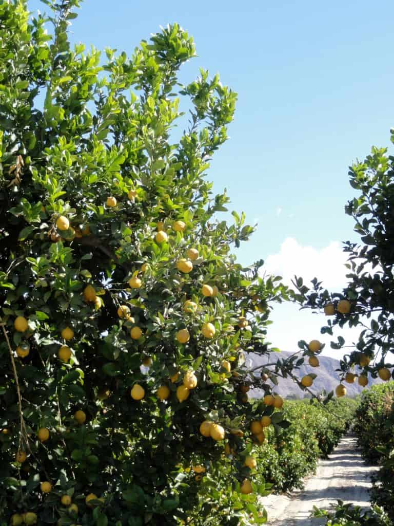 Lemon grove