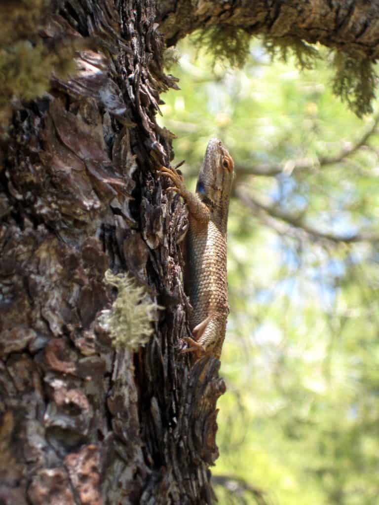 Lizard hanging out in a tree