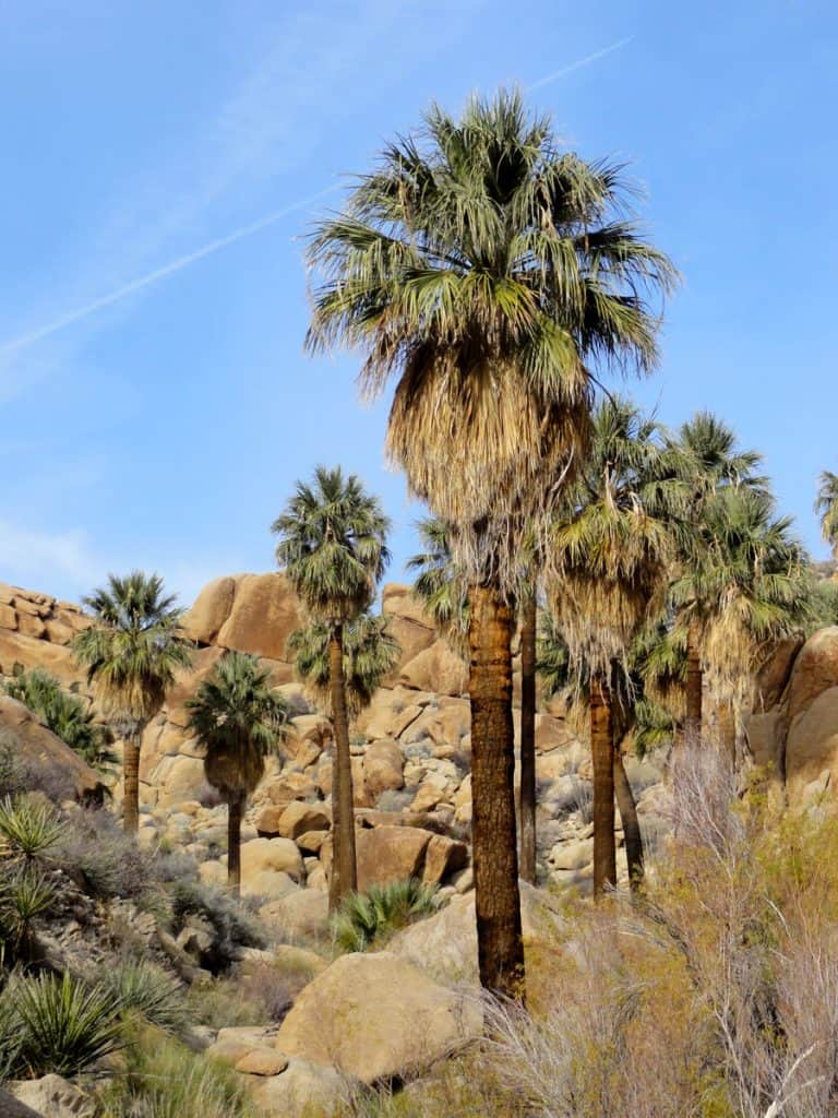 Lost Palm Oasis, Joshua Tree National Park