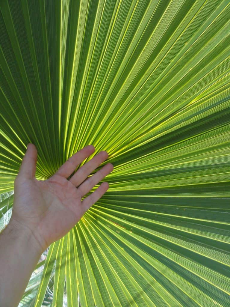 Palm frond at Lost Palm Oasis