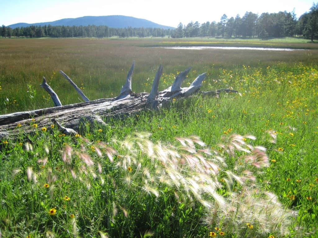 Green grass and meadow at Perry Lake