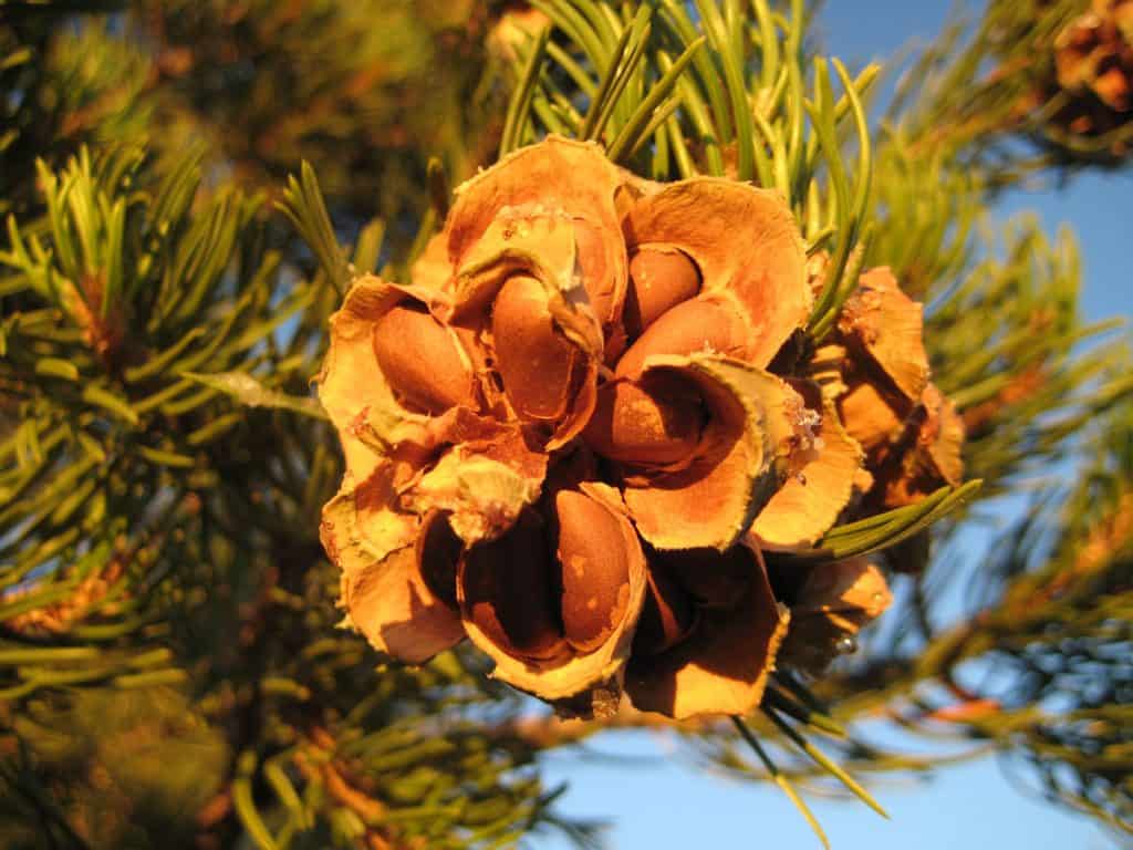 Pinyon pine nuts still attached to the pine cone