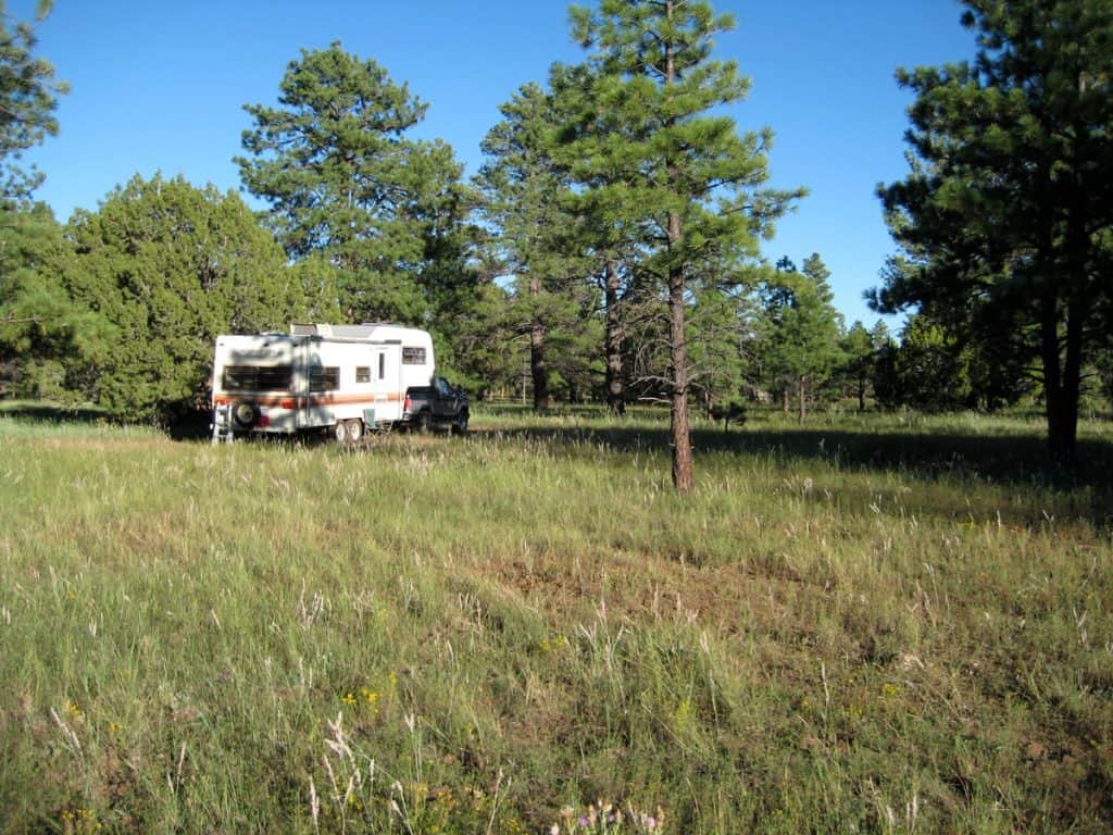 Truck and 5th wheel camped among green grass and open forest