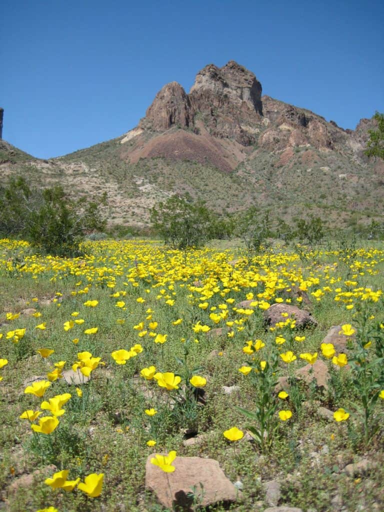 Wildflowers blanket the desert below Saddle Mountain
