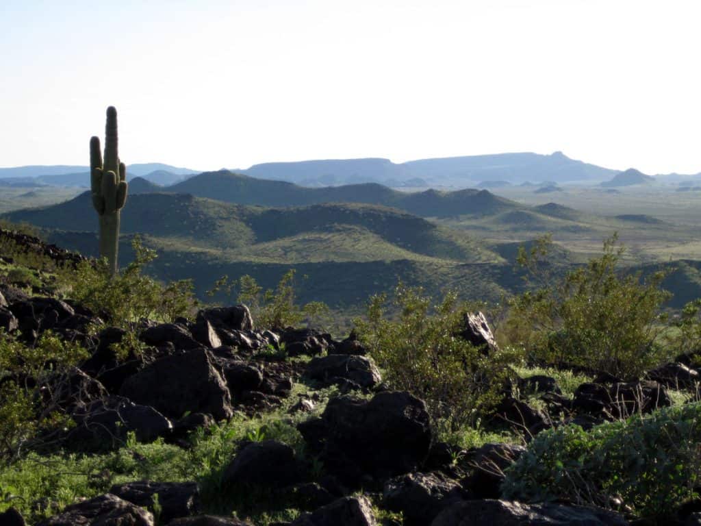 Saguaro cactus in the Gila Bend Mountains to the south