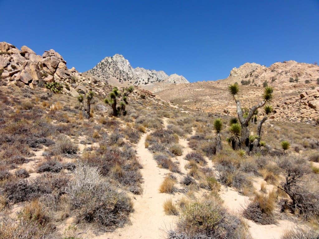 Short Canyon Trail in Owens Peak Wilderness