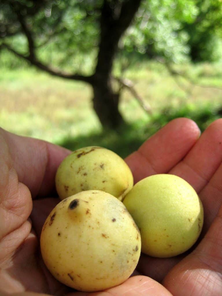 Walnuts in Walnut Canyon