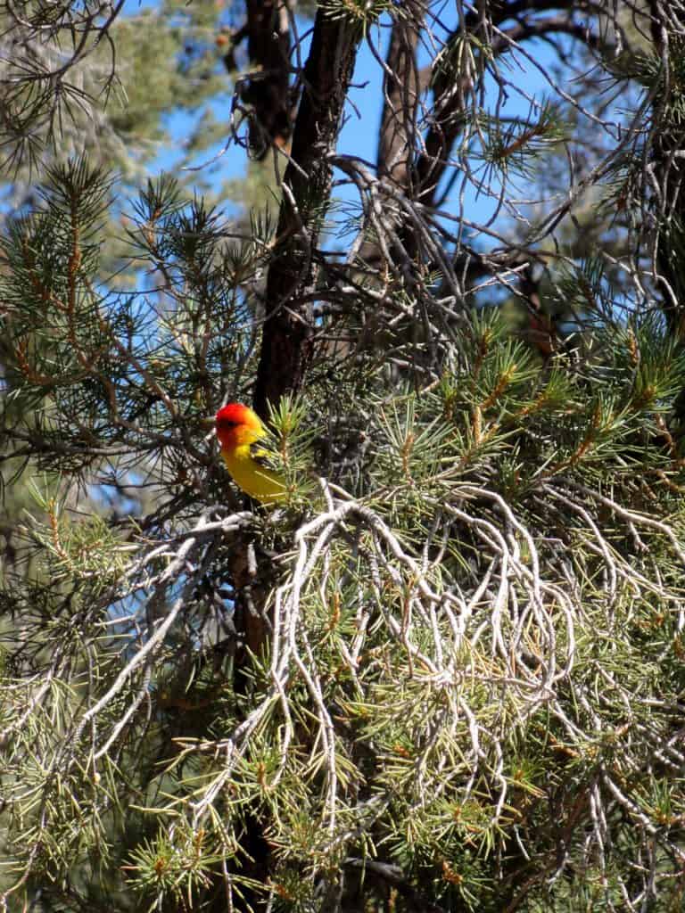 Western Tanager in pine tree