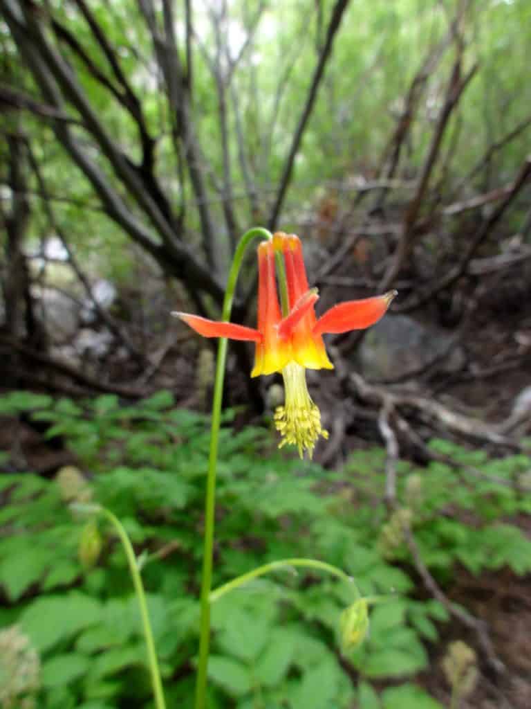 Wildflower, Eastern Sierra