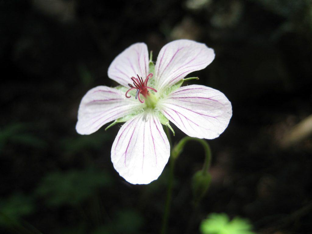 Wildflower in the forest along Humphreys Trail
