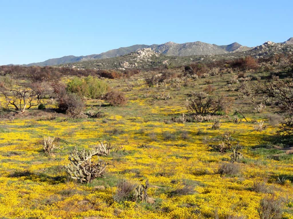 Wildflowers in Anza Borrego Desert State Park