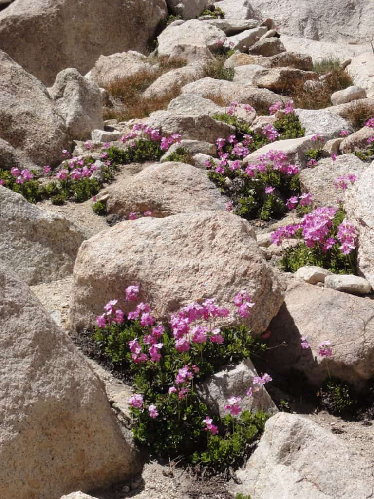 Wildflowers, Sierra Nevada Mountains