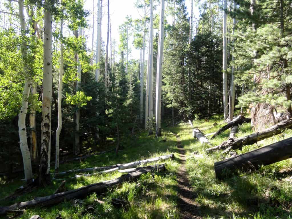 Bear Jaw Trail on San Francisco Mountain, Arizona