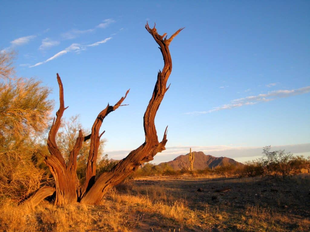 Sonoran Desert scenery at the La Posa South LTVA