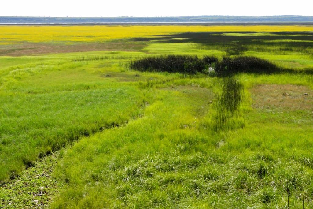 Wildflowers at Mormon Lake in northern Arizona