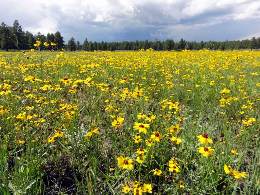 Wildflowers at Perry Lake, Arizona