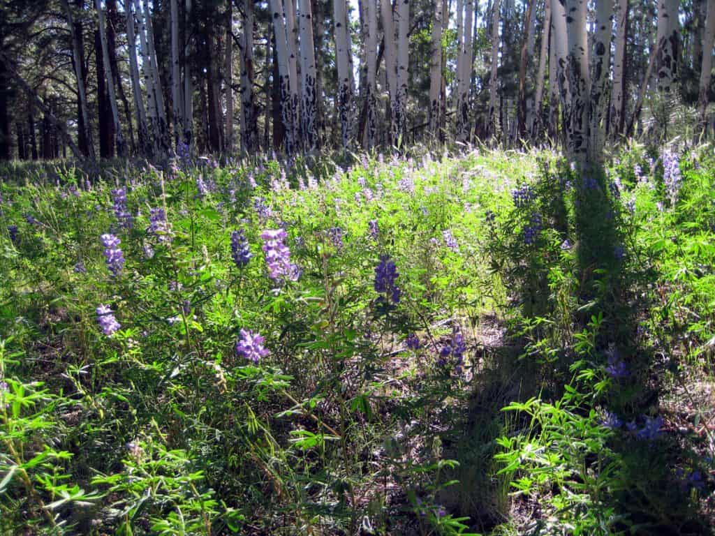 Wildflowers and aspen near Kendrick Mountain, Arizona