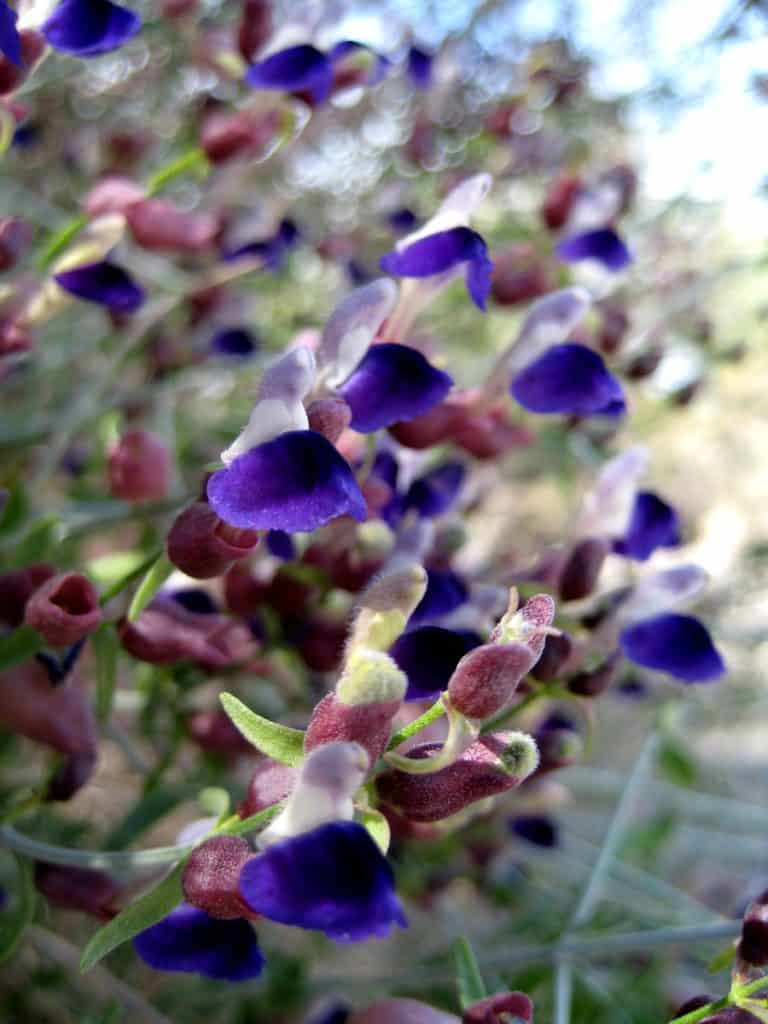 Spring wildflowers in the desert near Quartzsite, Arizona