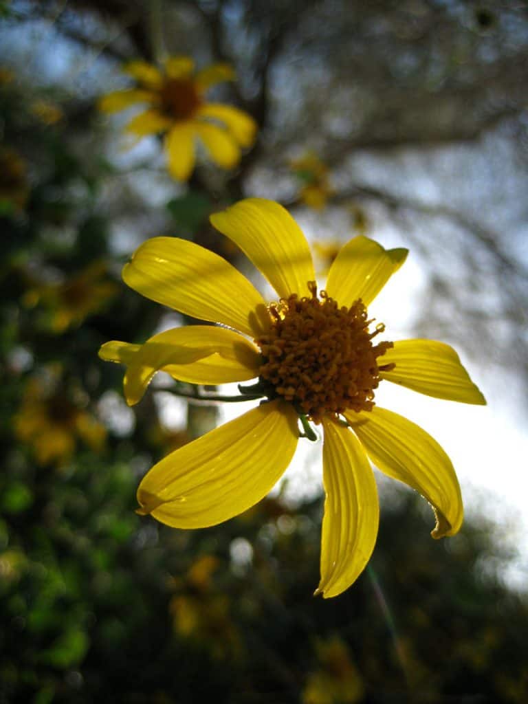 Spring wildflowers in the desert near Quartzsite, Arizona